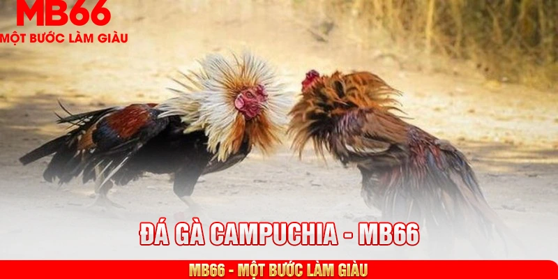 đá gà campuchia