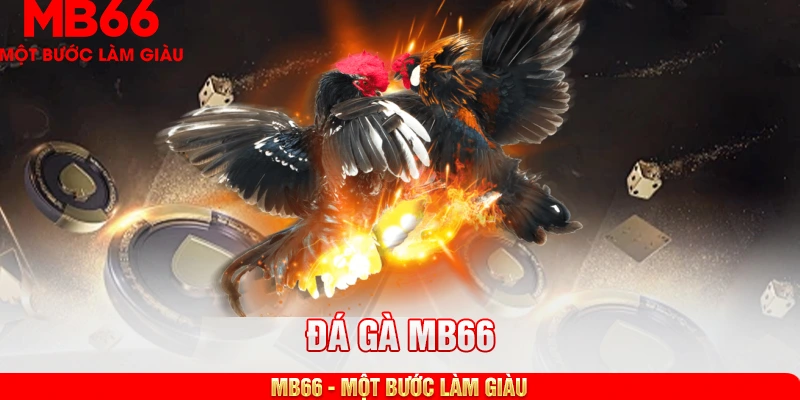 Khám phá thông tin về đá gà MB66