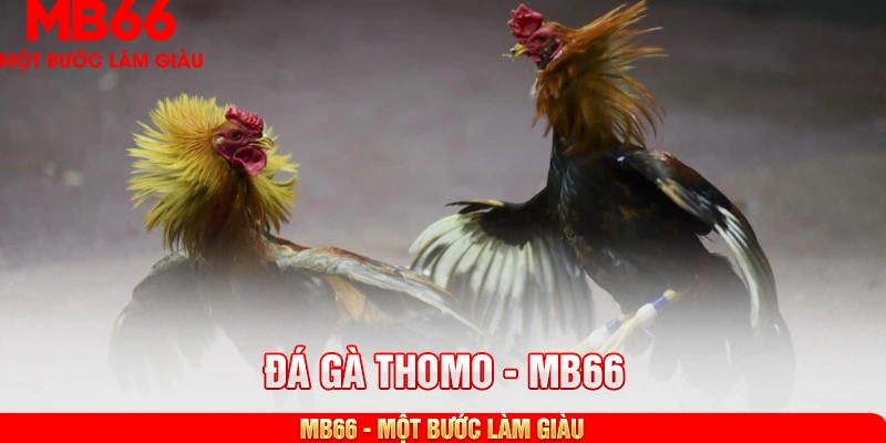 Đá gà Thomo tại MB66 được nhiều người yêu thích