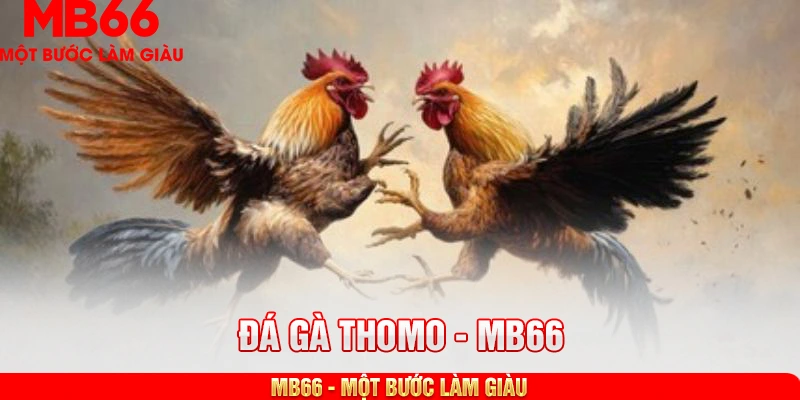 đá gà thomo