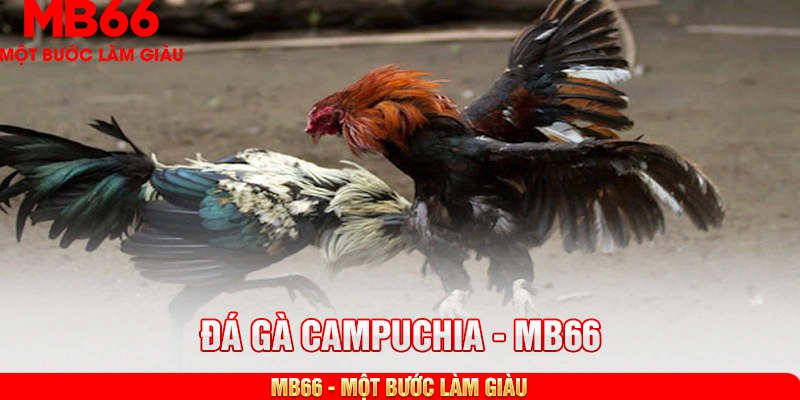 Giới thiệu hình thức đá gà Campuchia hấp dẫn