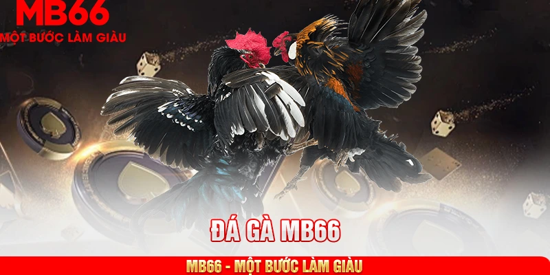 Hướng dẫn anh em tham gia chơi đá gà tại nhà cái MB66