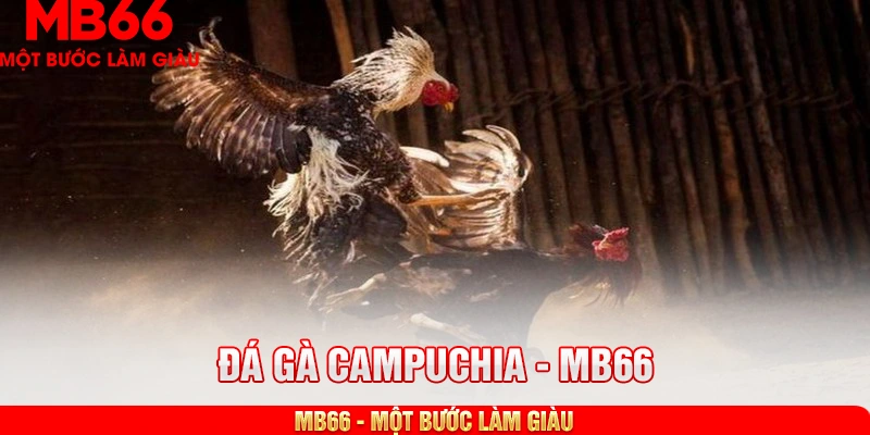 Luật tổ chức chọi gà Campuchia chuẩn xác từ A đến Z