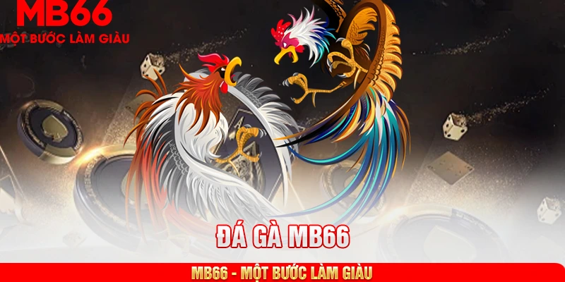 Một số điểm nổi bật đáng chú ý của đá gà MB66
