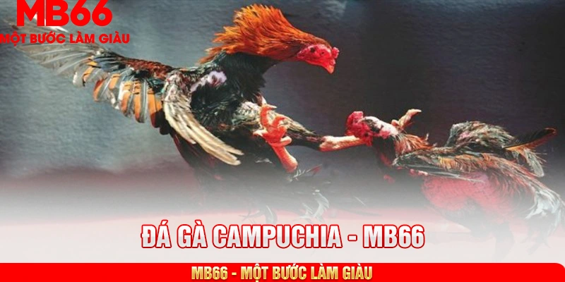Các ưu điểm nổi bật của đá gà Campuchia MB66